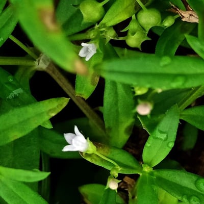 Oldenlandia corymbosa — flower