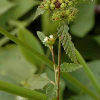 Melochia corchorifolia — flower