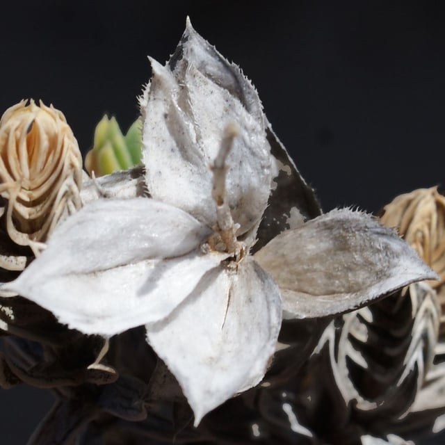 Crucianella maritima — flower