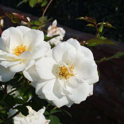 Rosa laevigata — flower