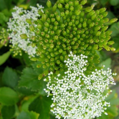 Ligusticum scoticum — flower