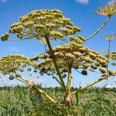 Heracleum mantegazzianum — flower