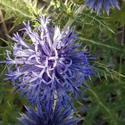 Echinops ritro — flower
