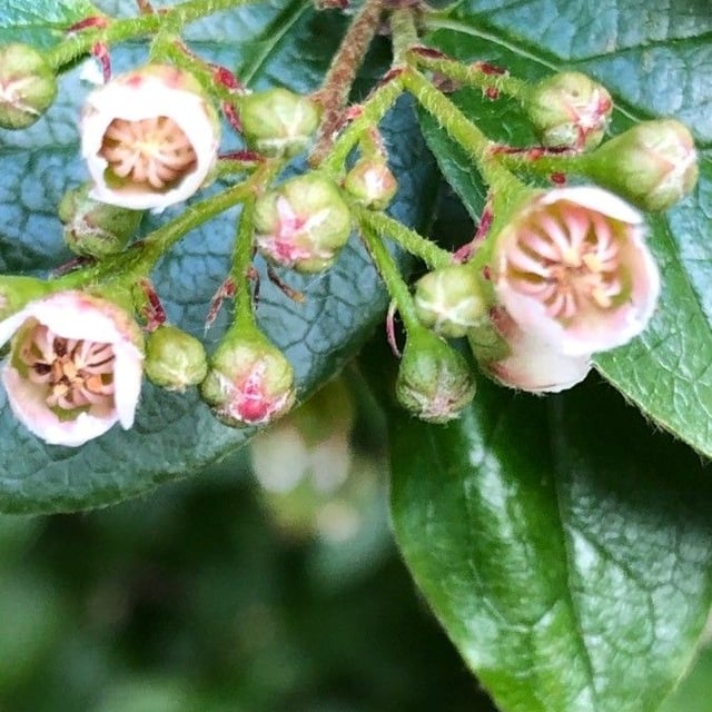 Cotoneaster lucidus — flower