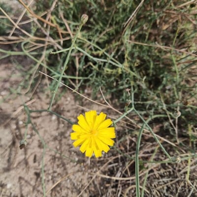 Launaea fragilis — flower