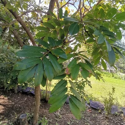 Lonchocarpus sericeus — leaf