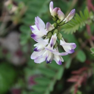 Astragalus alpinus — flower