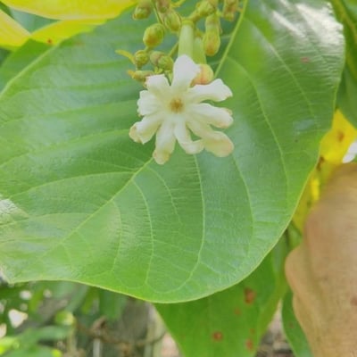 Guettarda speciosa — flower