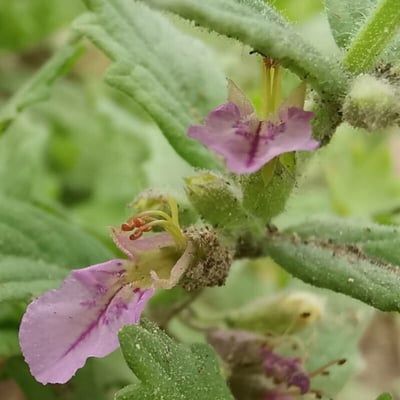 Teucrium scordium — flower