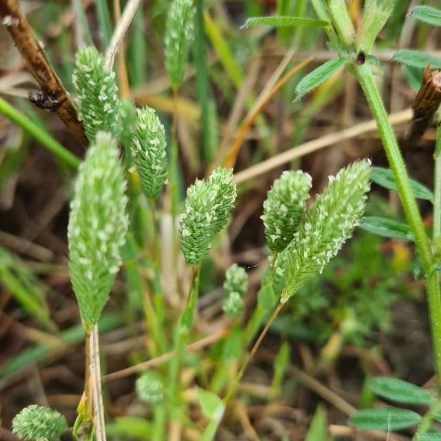 Phleum arenarium — flower