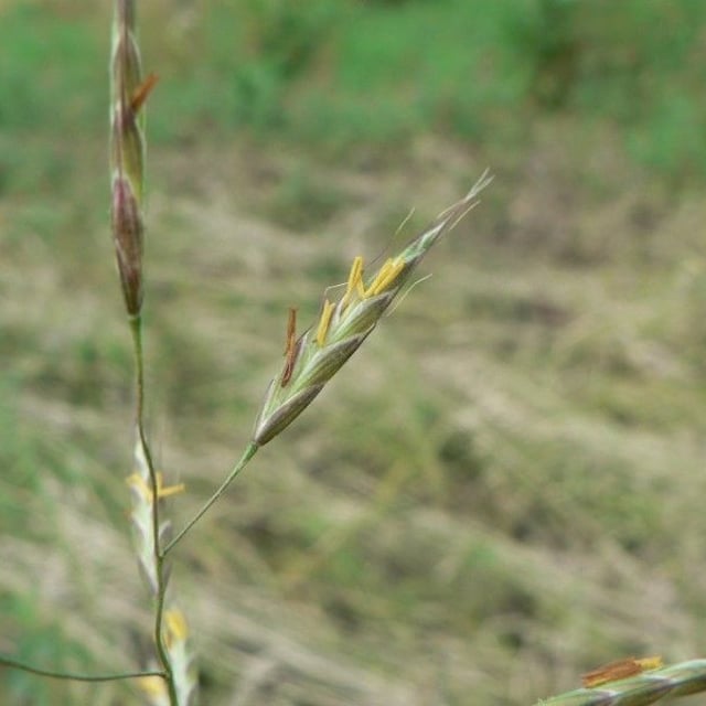 Bromus racemosus — flower