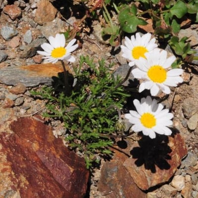 Leucanthemopsis alpina — flower