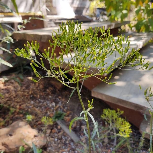 Erechtites minima — flower