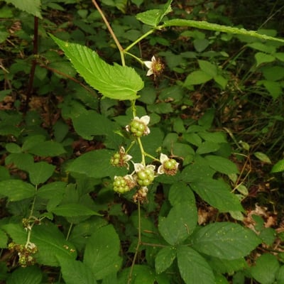Rubus nessensis — flower