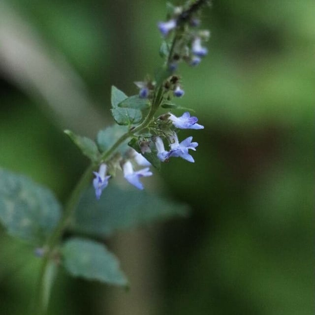 Isodon inflexus — flower