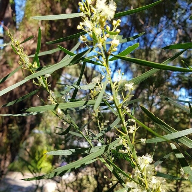 Acacia suaveolens — flower