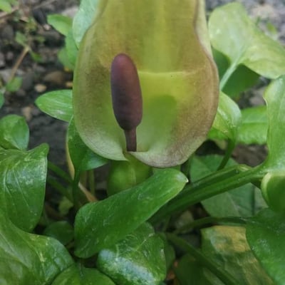 Arum maculatum — flower