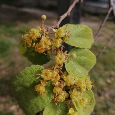 Guazuma ulmifolia — flower