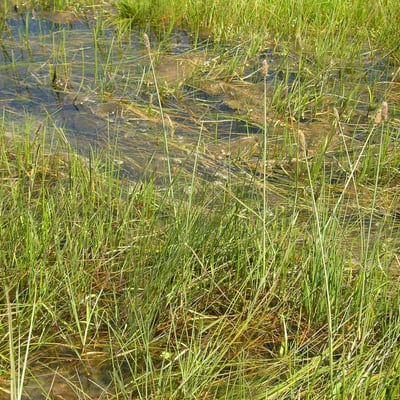 Alopecurus magellanicus — habit
