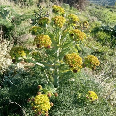 Ferula communis — flower
