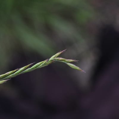 Festuca lemanii — flower