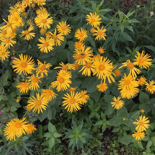 Doronicum austriacum — flower