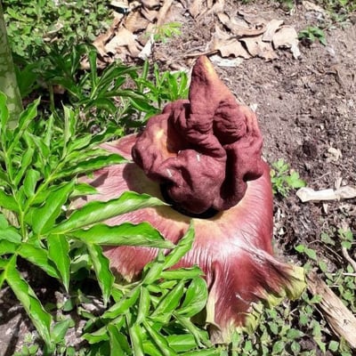 Amorphophallus paeoniifolius — flower