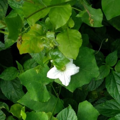 Coccinia grandis — flower