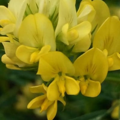 Medicago falcata — flower