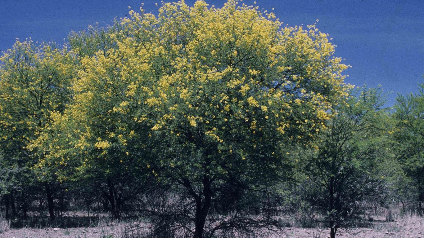 Vachellia karroo