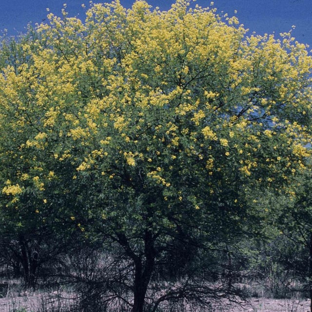 Vachellia karroo