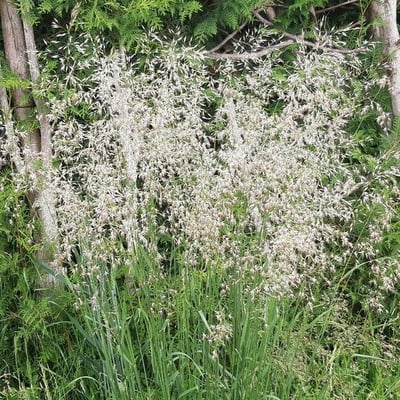 Avenella flexuosa — flower