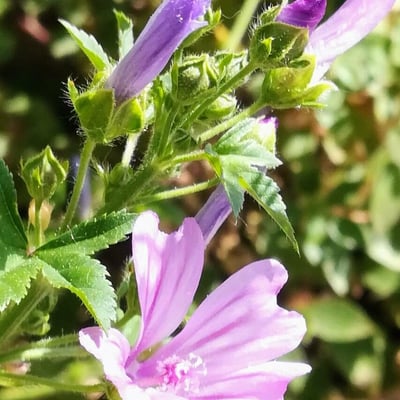 Malva multiflora — flower