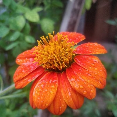 Tithonia rotundifolia — flower