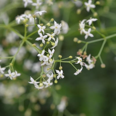 Galium lucidum — flower