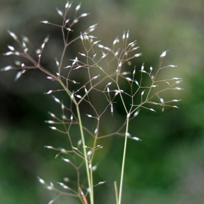 Aira cupaniana — flower