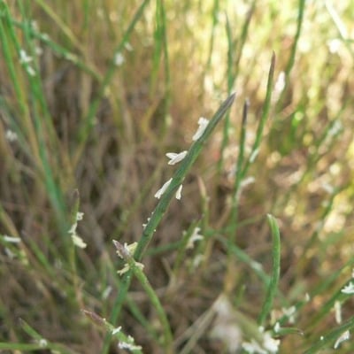 Parapholis strigosa — flower