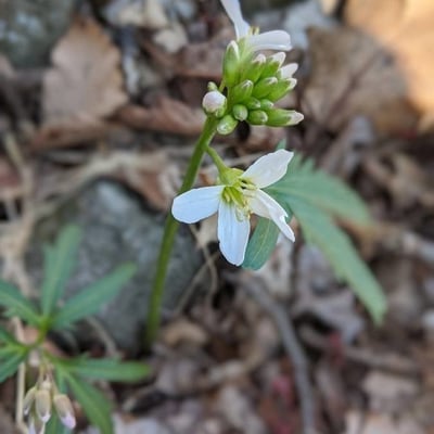 Cardamine concatenata — flower