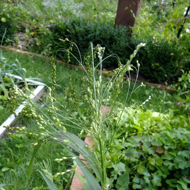 Panicum miliaceum — flower