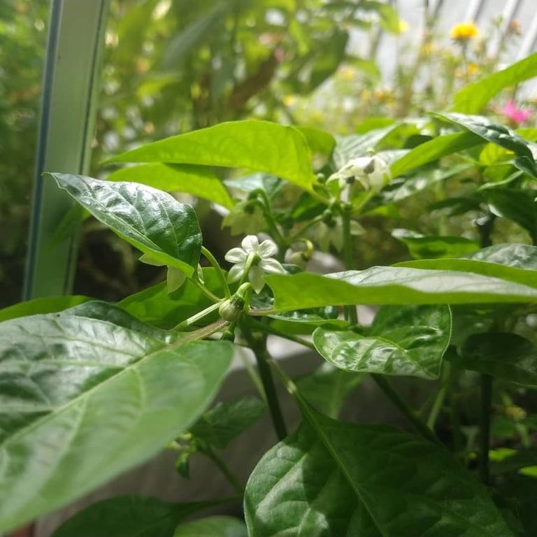 Yellow squash pepper