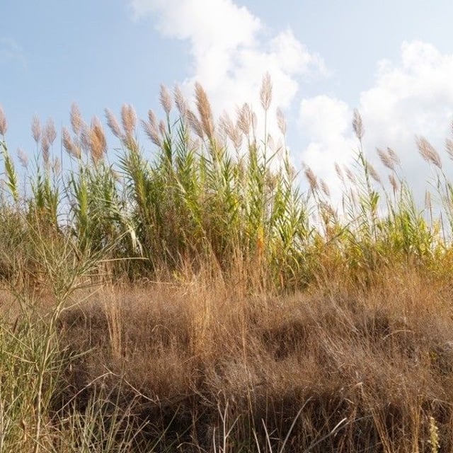 Arundo donax — flower