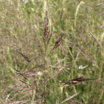 Apera spica-venti — flower