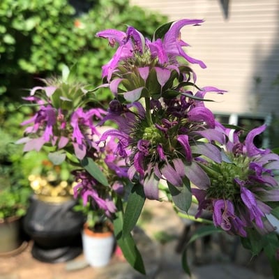 Monarda citriodora — flower