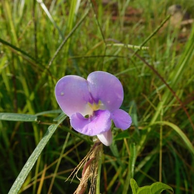 Vigna vexillata — flower