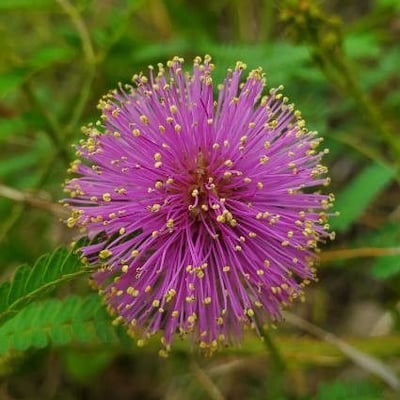 Mimosa quadrivalvis — flower