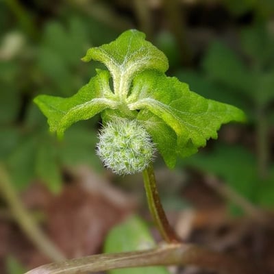 Hydrastis canadensis — flower