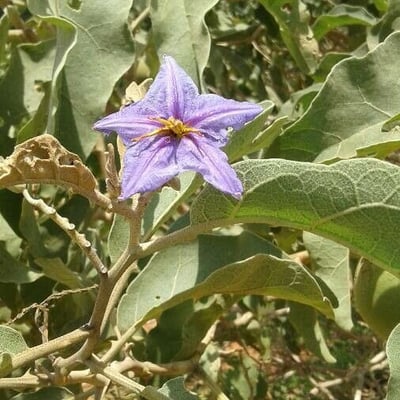 Solanum lycocarpum — flower