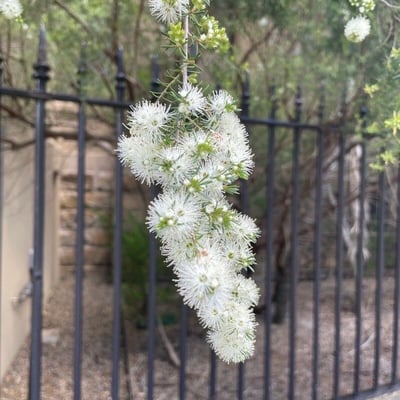 Kunzea ambigua — flower