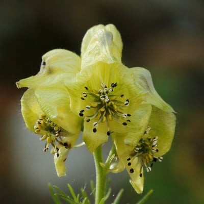 Aconitum anthora — flower