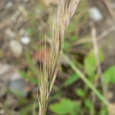 Vulpia bromoides — flower